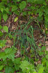 Purple sedge